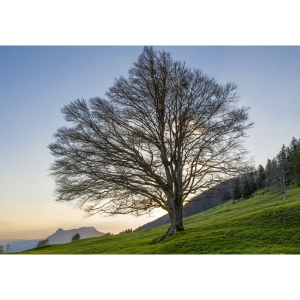 Doppelkarte Art Bula, 122x175 mm, Baum, Blanko