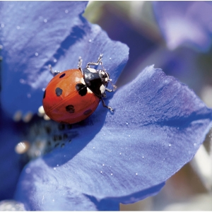 Doppelkarte Art Bula 1073, 122x122 mm, Marienkäfer, Blanko, Packung à 5 Stück