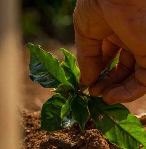 Hyvän omantunnon kahvi