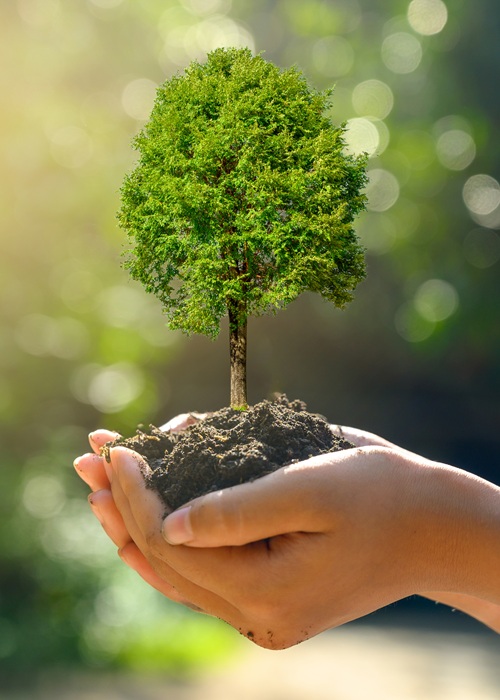 Plant in hands