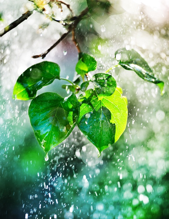 Leaf dripping water